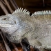 iguana_rock_lwc_provo_h_0061_tci0061.jpg
